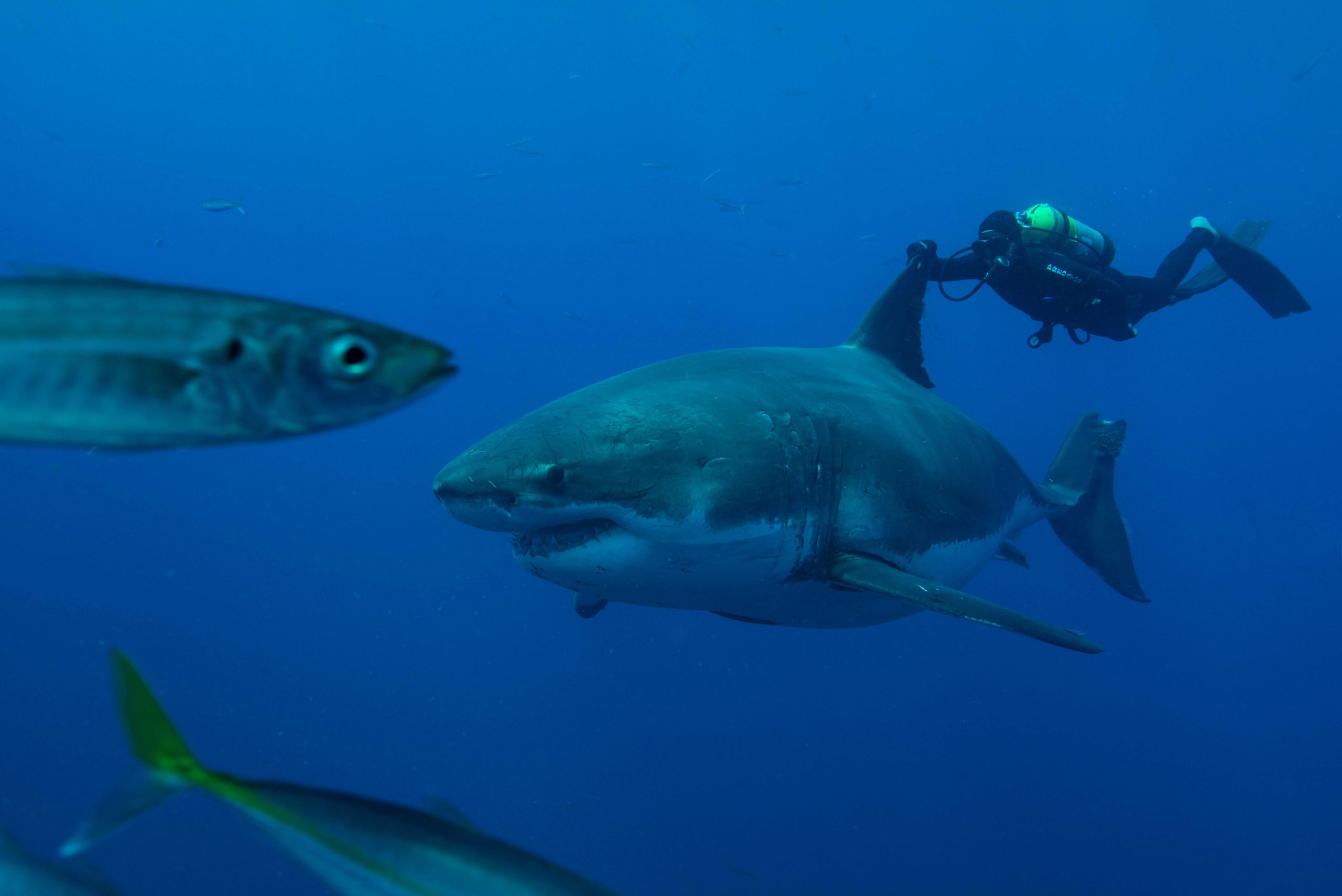  www.shark-revolution.com (Photos : Jean-Marie Ghislain)