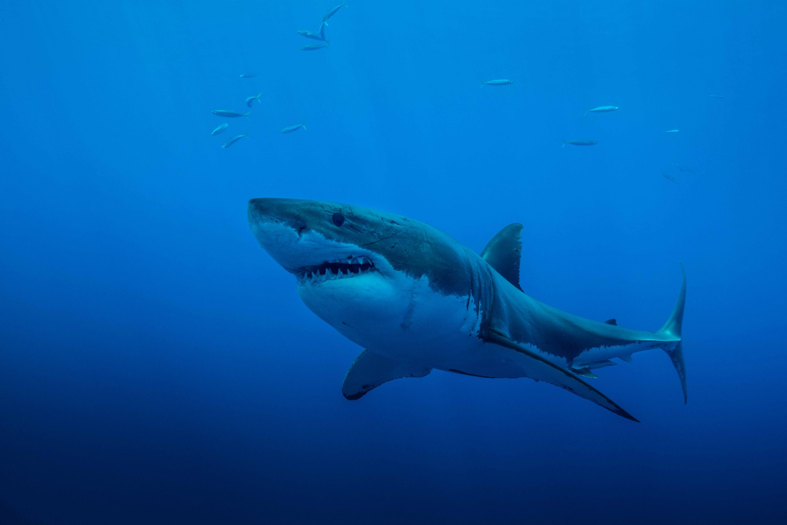   www.shark-revolution.com (Photos : Jean-Marie Ghislain)