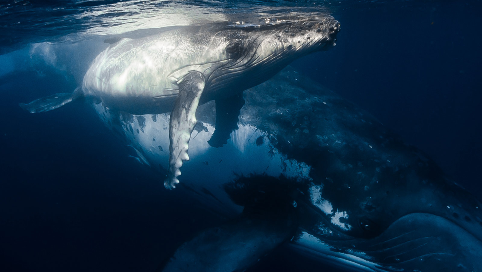 Nos campagnes dans le Grand sud ont sauvé 4 000 baleines (Paul Watson). Photo Sea Shepherd