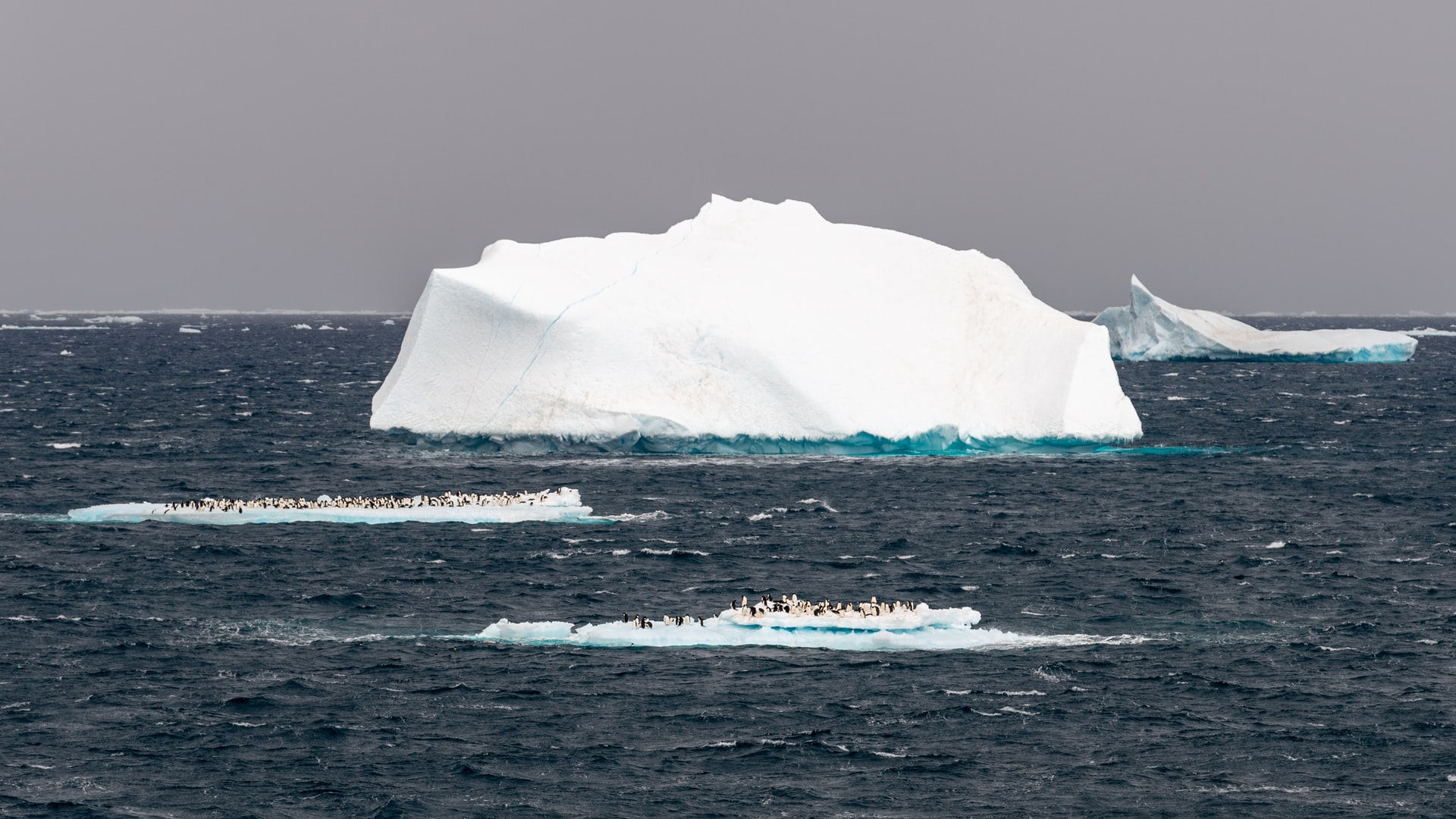 Antarctique - Marine & Océans