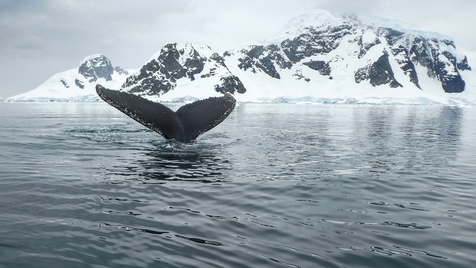 view of whale's tail at the body of water