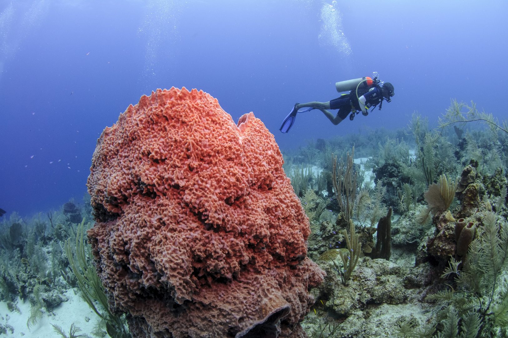 barrière de corail de Belize