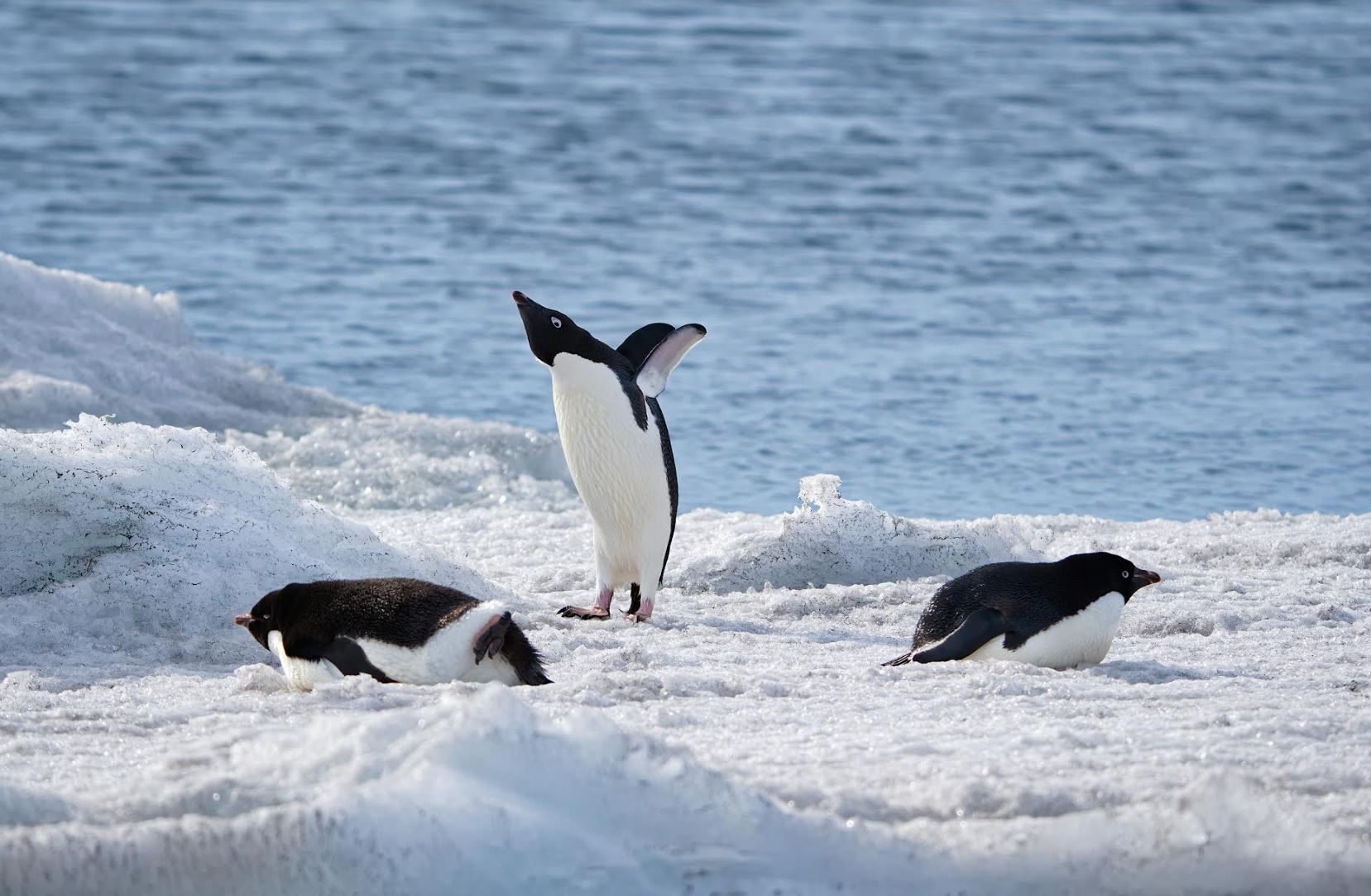 Les pingouins ! | MARINE & OCÉANS